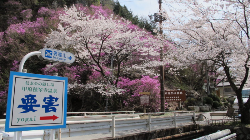 桜が咲く登城路の雰囲気