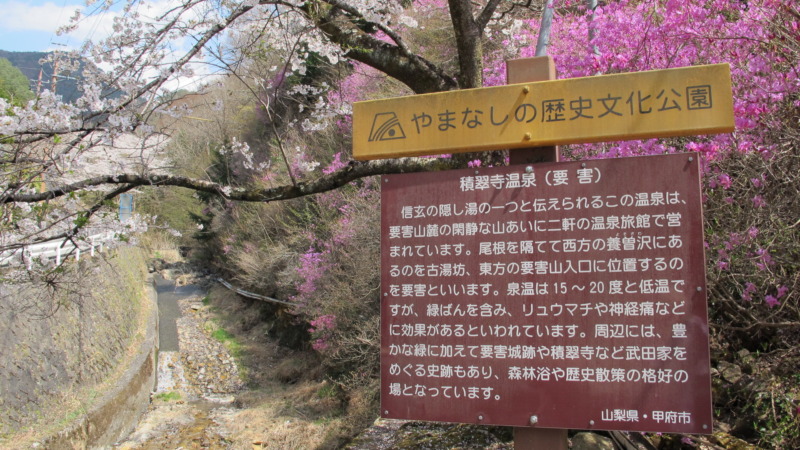 登城道沿いに咲く桜