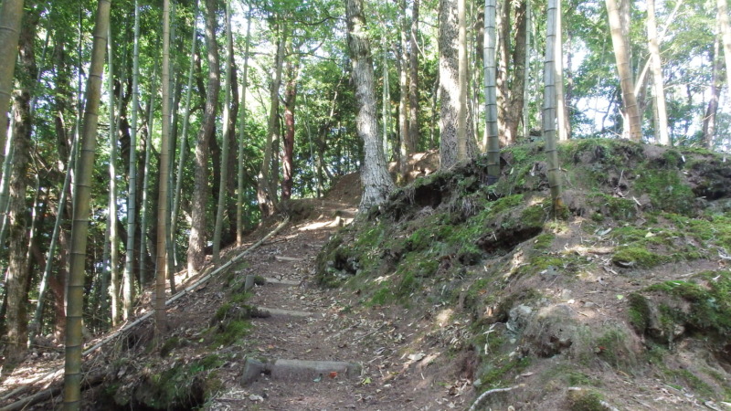 登城路の木立と足元の道