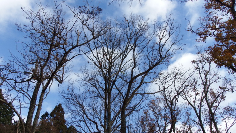 周山城山頂部からの眺望（統治拠点としての位置関係を示す景観）